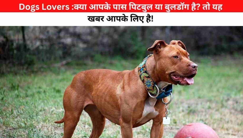 Dogs Lovers :क्या आपके पास पिटबुल या बुलडॉग है? तो यह खबर आपके लिए है!