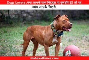 Dogs Lovers :क्या आपके पास पिटबुल या बुलडॉग है? तो यह खबर आपके लिए है!