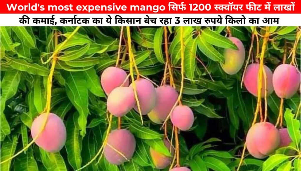 World's most expensive mango सिर्फ 1200 स्क्वॉयर फीट में लाखों की कमाई, कर्नाटक का ये किसान बेच रहा 3 लाख रुपये किलो का आम 