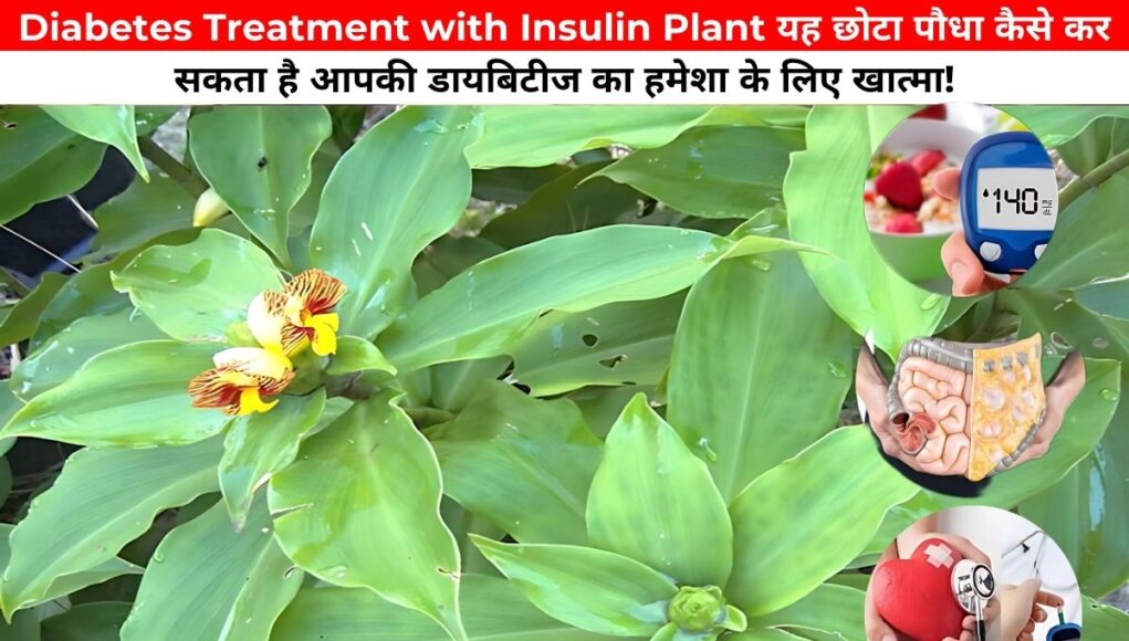 Diabetes Treatment with Insulin Plant यह छोटा पौधा कैसे कर सकता है आपकी डायबिटीज का हमेशा के लिए खात्मा!